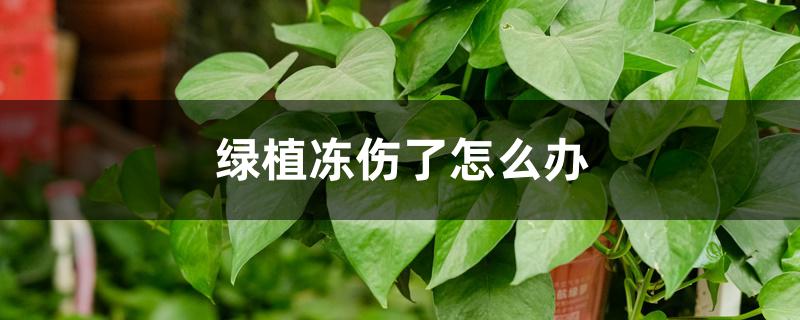 绿植冻伤了怎么办