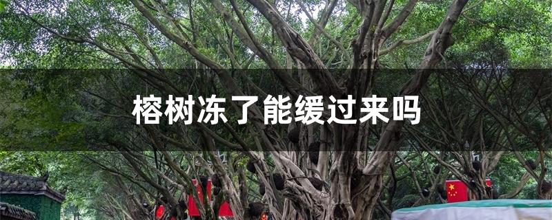 榕树冻了能缓过来吗