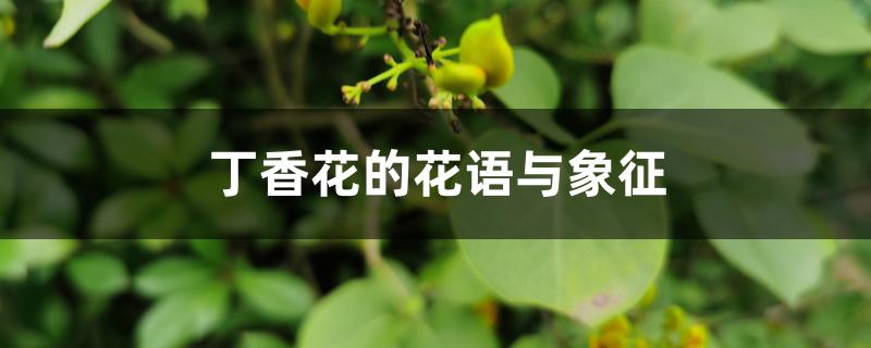 丁香花的花语与象征