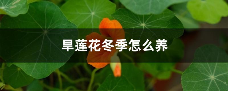 旱莲花冬季怎么养