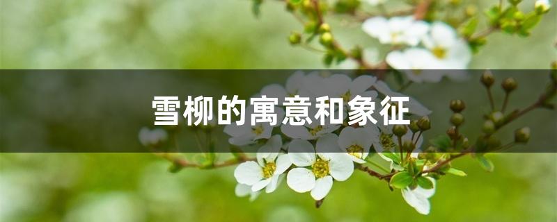 雪柳的寓意和象征