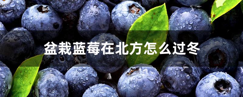 盆栽蓝莓在北方怎么过冬