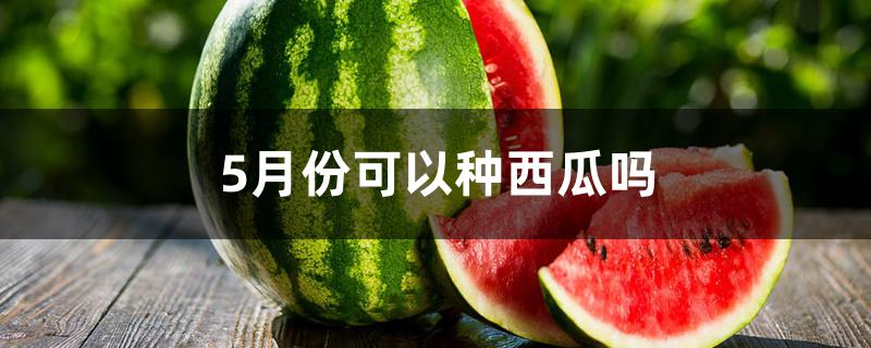 5月份可以种西瓜吗