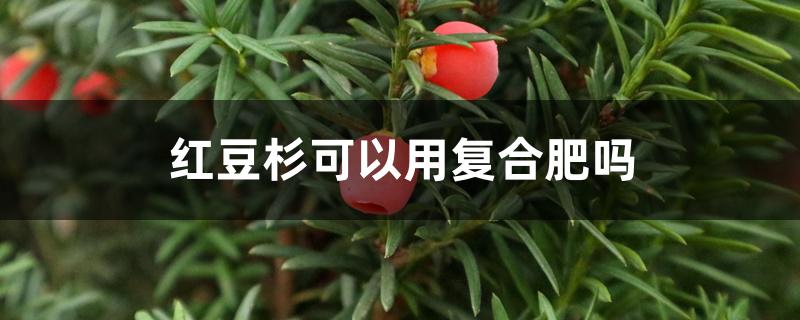 红豆杉可以用复合肥吗