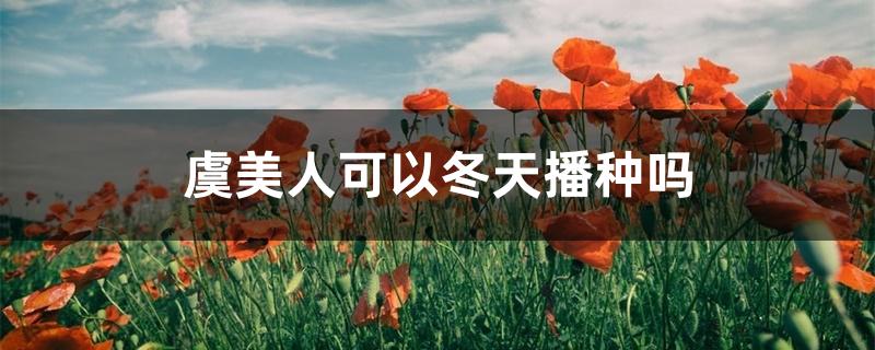 虞美人可以冬天播种吗