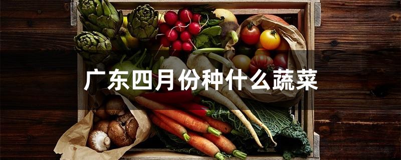 广东四月份种什么蔬菜