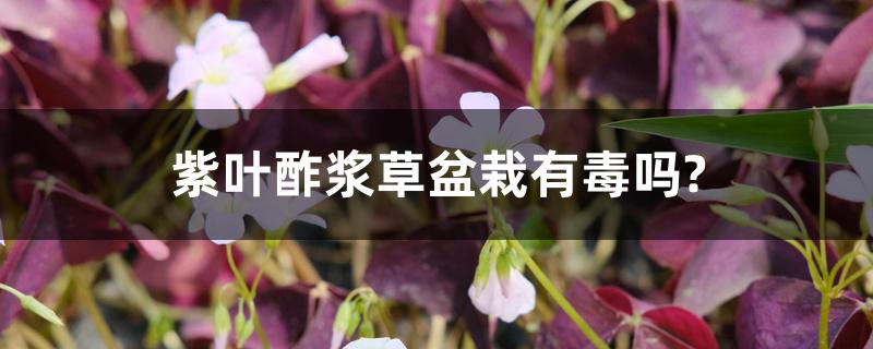 紫叶酢浆草盆栽有毒吗?