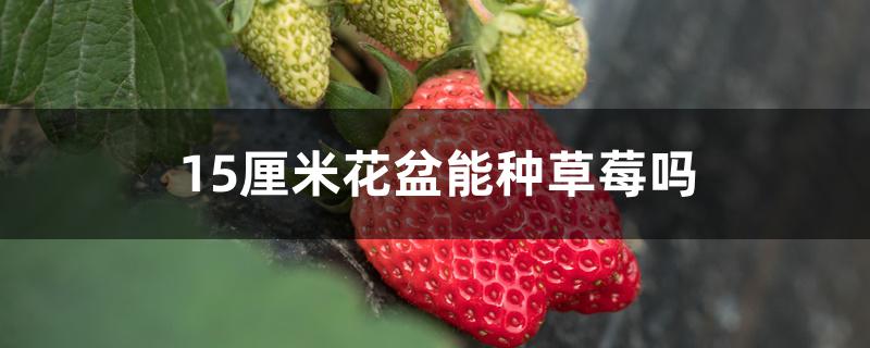 15厘米花盆能种草莓吗