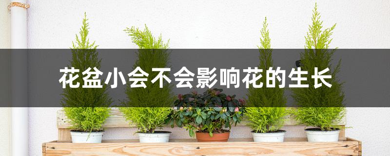 花盆小会不会影响花的生长