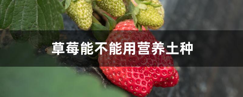 草莓能不能用营养土种