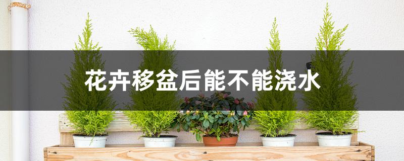 花卉移盆后能不能浇水