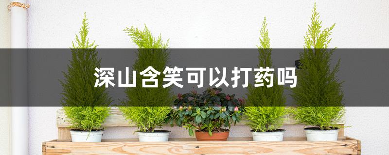 深山含笑可以打药吗