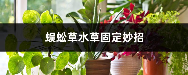 蜈蚣草水草固定妙招 花百科