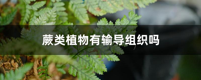 蕨类植物有输导组织吗