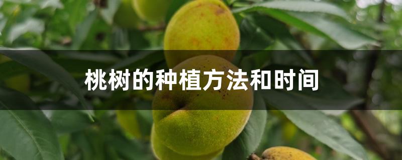 桃树的种植方法和时间