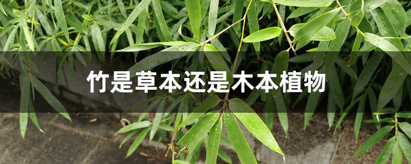 竹是草本还是木本植物