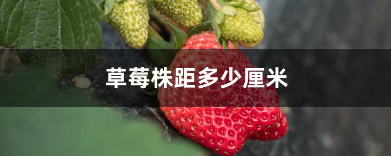 草莓株距多少厘米
