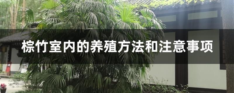 棕竹室内的养殖方法和注意事项