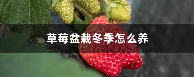 草莓盆栽冬季怎么养