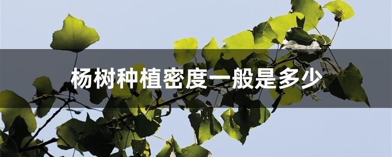 杨树种植密度一般是多少