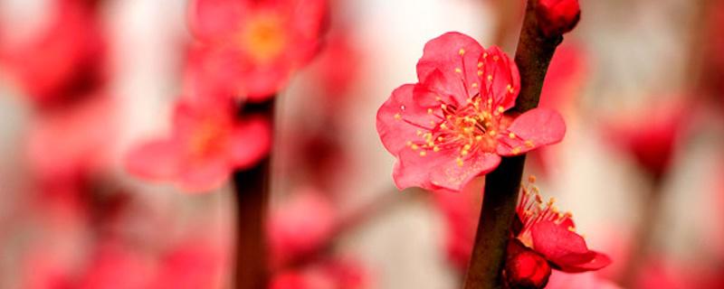 盆栽梅花的养护和管理