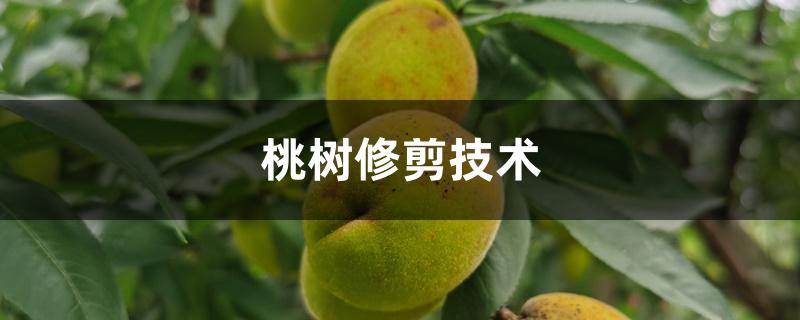 桃树修剪技术