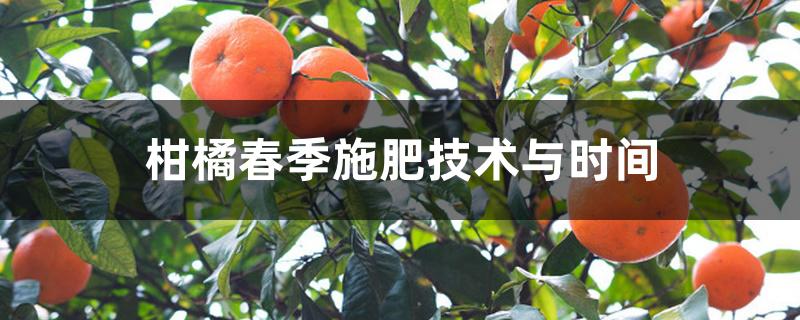 柑橘春季施肥技术与时间