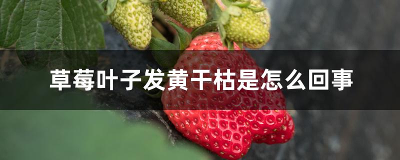 草莓叶子发黄干枯是怎么回事