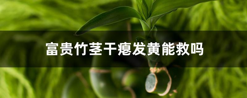 富贵竹茎干瘪发黄能救吗