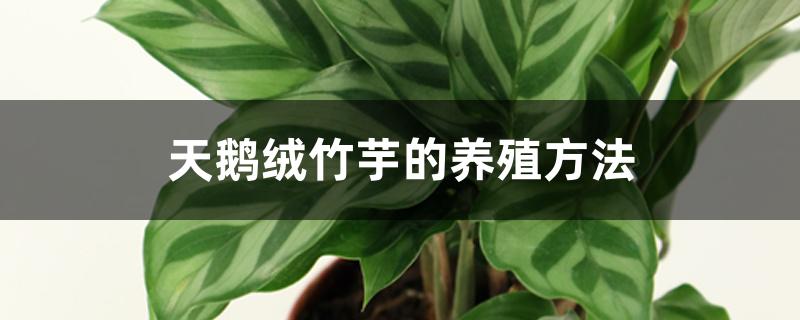 天鹅绒竹芋的养殖方法