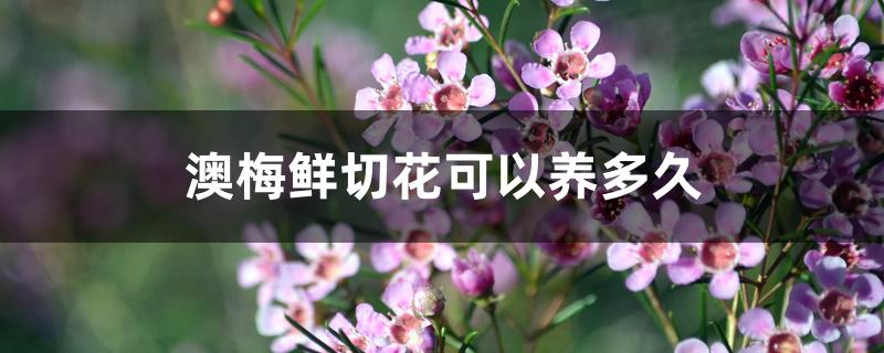 澳梅鲜切花可以养多久