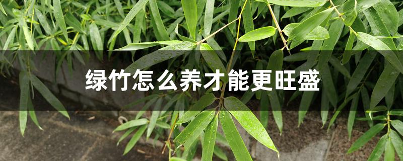 绿竹怎么养才能更旺盛