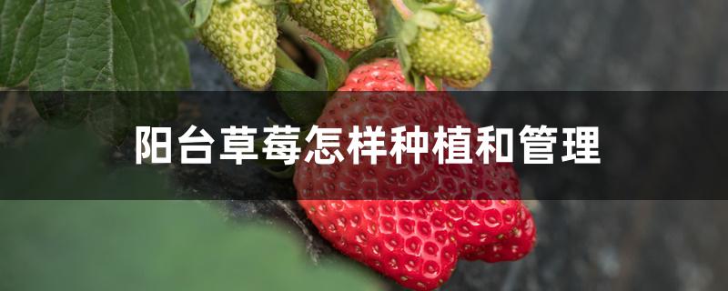 阳台草莓怎样种植和管理