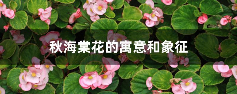 秋海棠花的寓意和象征