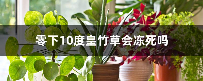 零下10度皇竹草会冻死吗