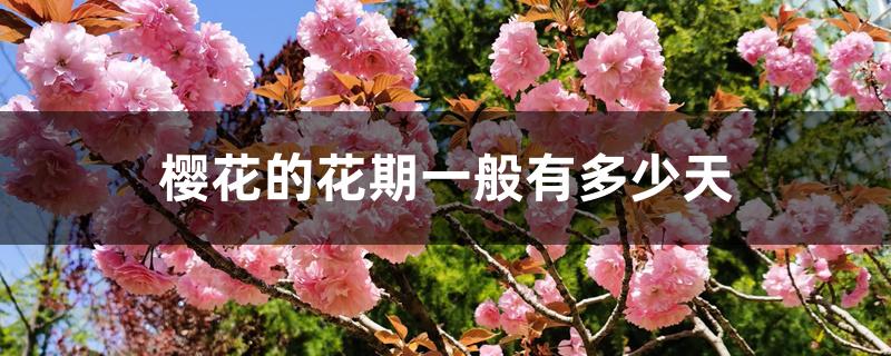 樱花的花期一般有多少天