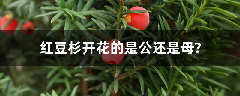 红豆杉开花的是公还是母?