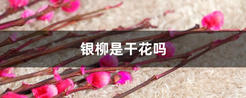 银柳是干花吗