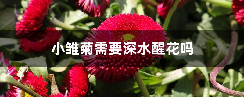 小雏菊需要深水醒花吗