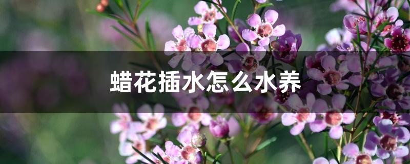 蜡花插水怎么水养