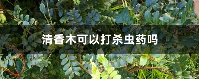 清香木可以打杀虫药吗