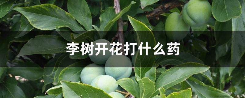 李树开花打什么药