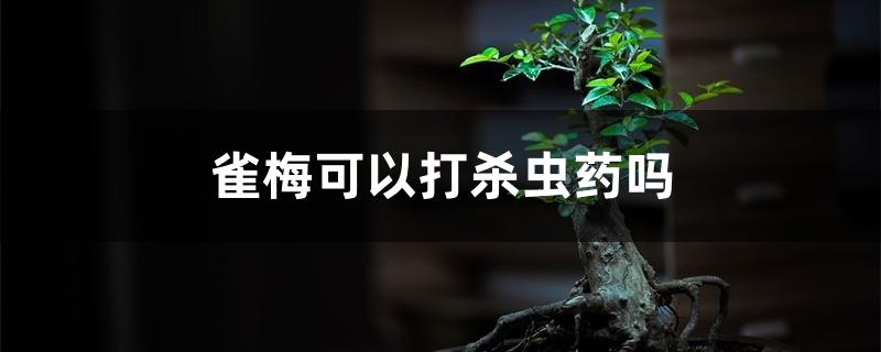 雀梅可以打杀虫药吗