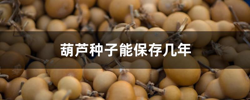 葫芦种子能保存几年