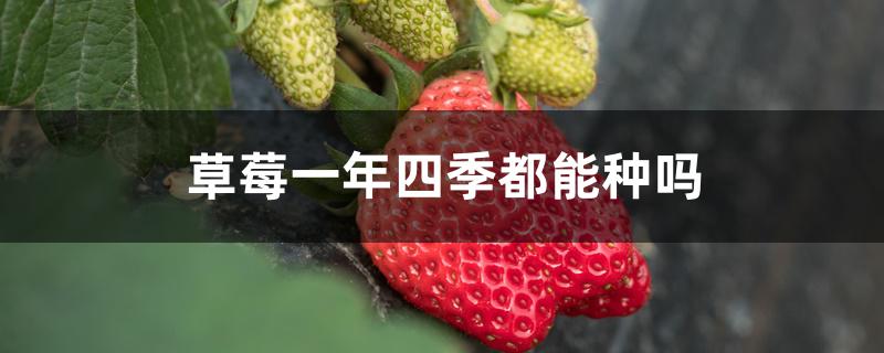 草莓一年四季都能种吗