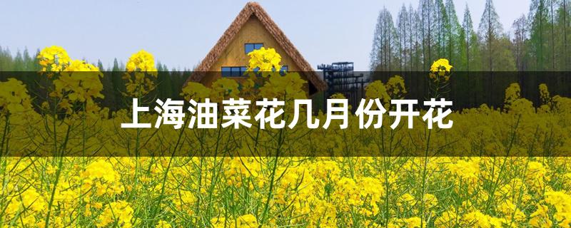 上海油菜花几月份开花