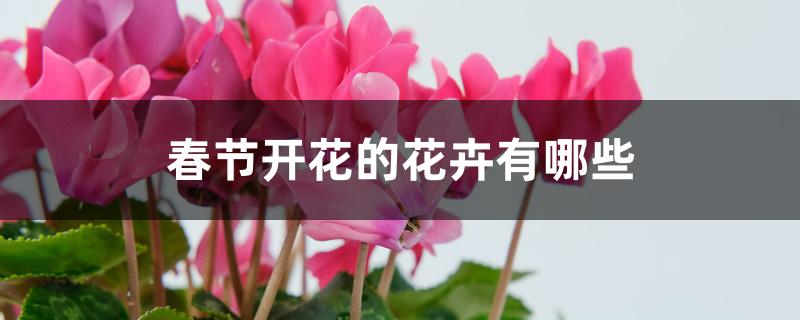 春节开花的花卉有哪些