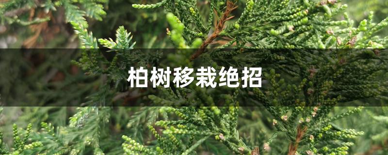 柏树移栽绝招