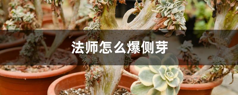 法师怎么爆侧芽