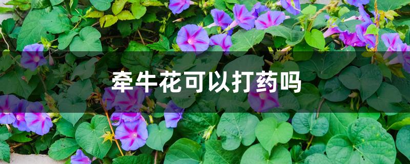 牵牛花可以打药吗